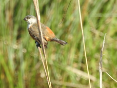 Sporophila palustris