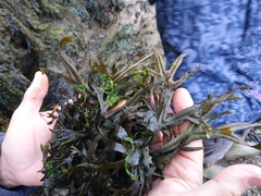 Fucus ceranoides