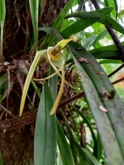 Maxillaria bradei