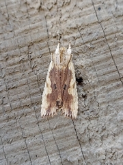 Lithophane signosa