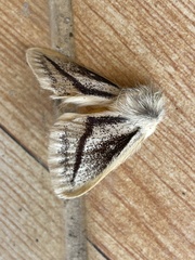 Striphnopteryginae