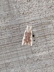 Lithophane signosa