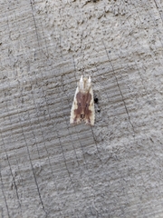 Lithophane signosa