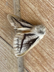 Striphnopteryginae