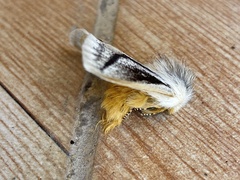 Striphnopteryginae