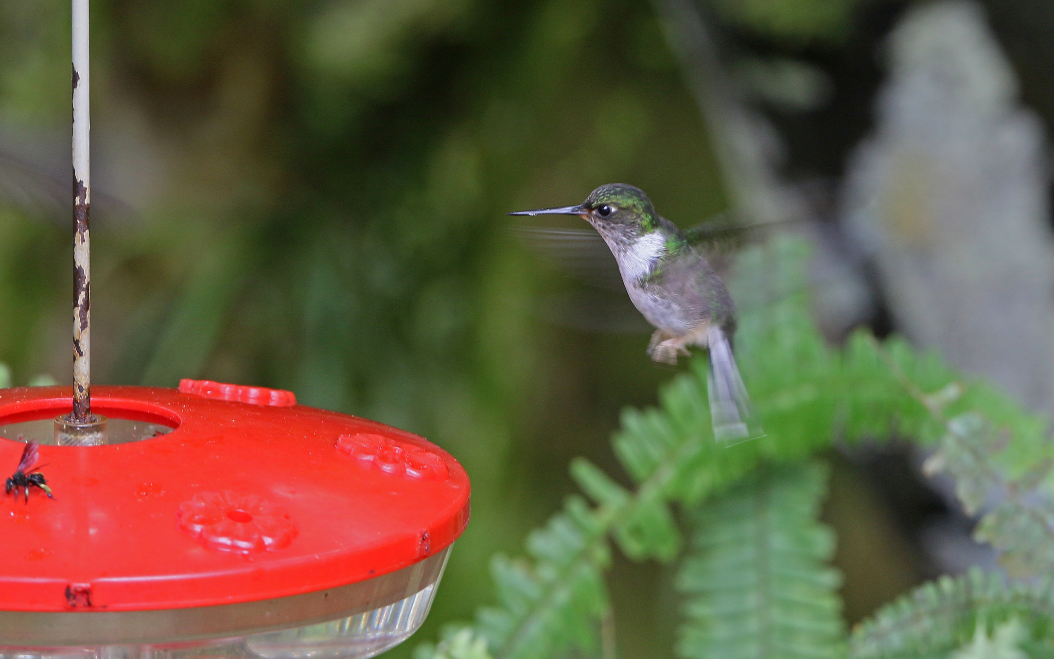 Ecuadorian Piedtail (Phlogophilus hemileucurus), photo 4