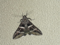 Melipotis perpendicularis