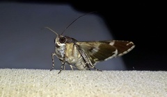 Melipotis perpendicularis