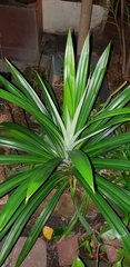 Pandanus amaryllifolius