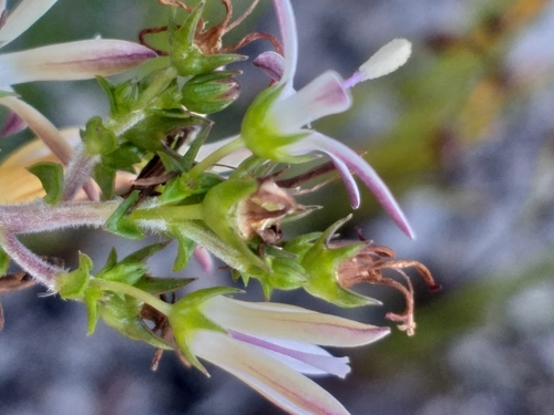 Image of Wahlenbergia tenella by (c) kevin koen, some rights reserved (CC BY-SA)
