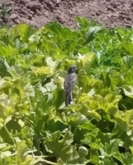 Amphispiza bilineata