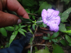 Ruellia jussieuoides