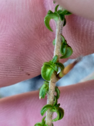 Image of Wahlenbergia tenella by (c) kevin koen, some rights reserved (CC BY-SA)