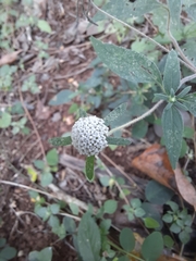 Plagiolophus millspaughii