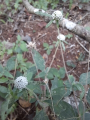 Plagiolophus millspaughii