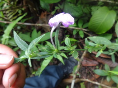 Ruellia jussieuoides