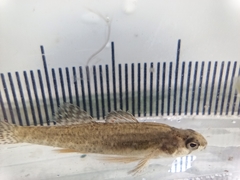 Etheostoma microperca