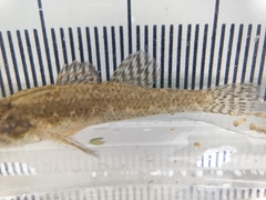 Etheostoma microperca