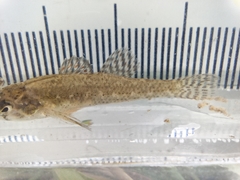 Etheostoma microperca