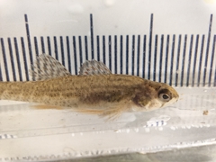 Etheostoma microperca