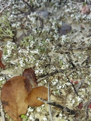 Cladonia prostrata