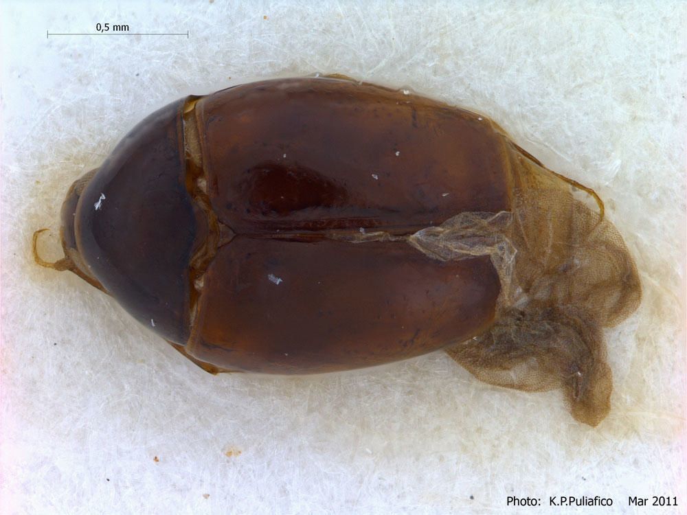 Scaphisoma hanseni