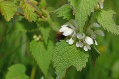 Lamium album