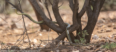 Psammophis punctulatus