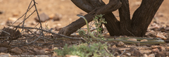 Psammophis punctulatus