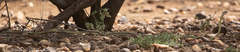 Psammophis punctulatus