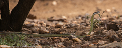 Psammophis punctulatus