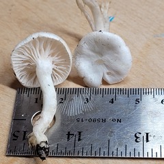 Hygrophorus piceae
