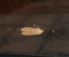 Blastobasis lacticolella