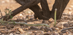 Psammophis punctulatus