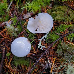 Hygrophorus piceae