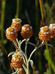 Helichrysum cochleariforme