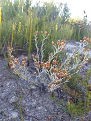Helichrysum cochleariforme