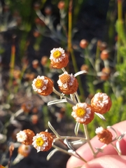 Helichrysum cochleariforme