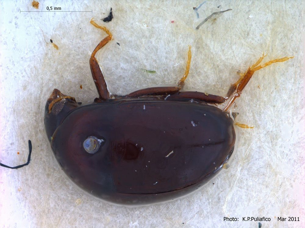Baeocera tekootii