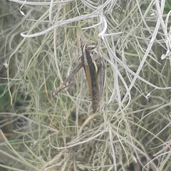 Schistocerca pallens