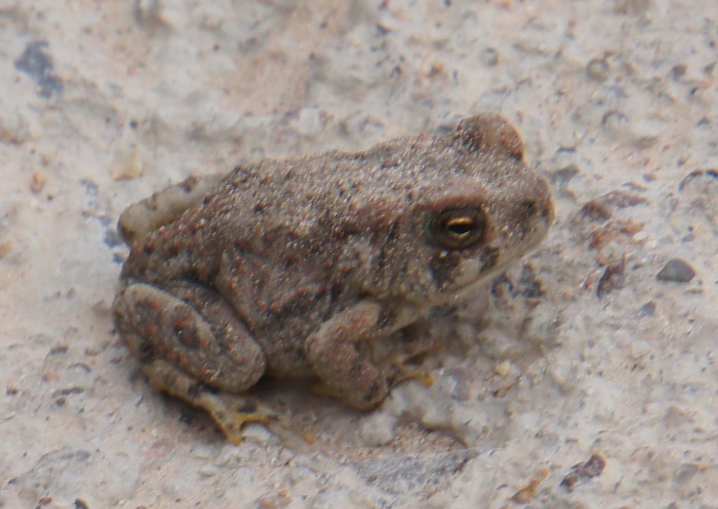 Mexican Madre Toad