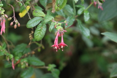 Fuchsia crassistipula