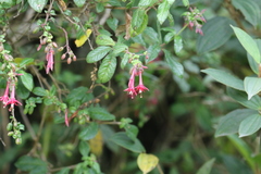 Fuchsia crassistipula