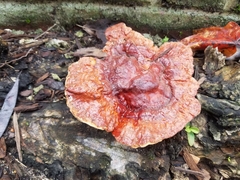 Ganoderma sessile