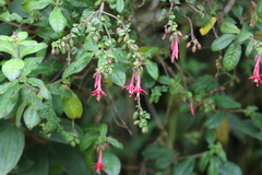Fuchsia crassistipula