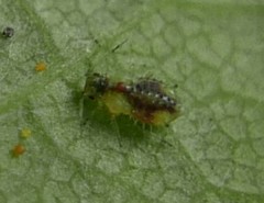 Periphyllus testudinaceus