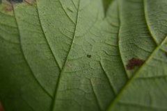 Periphyllus testudinaceus