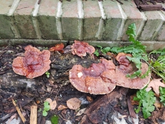 Ganoderma sessile