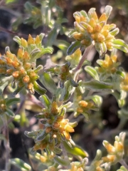 Helichrysum litorale