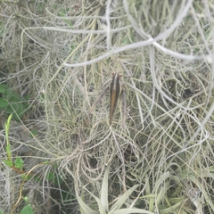 Schistocerca pallens